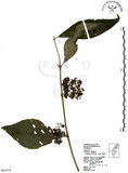 中文名:杜虹花(S063579)學名:Callicarpa formosana Rolfe(S063579)英文名:Formosan beauty-berry