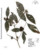 中文名:杜虹花(S063622)學名:Callicarpa formosana Rolfe(S063622)英文名:Formosan beauty-berry