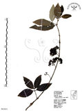 中文名:杜虹花(S063651)學名:Callicarpa formosana Rolfe(S063651)英文名:Formosan beauty-berry