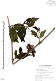 中文名:杜虹花(S063731)學名:Callicarpa formosana Rolfe(S063731)英文名:Formosan beauty-berry