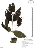 中文名:杜虹花(S063800)學名:Callicarpa formosana Rolfe(S063800)英文名:Formosan beauty-berry