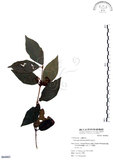 中文名:杜虹花(S064662)學名:Callicarpa formosana Rolfe(S064662)英文名:Formosan beauty-berry