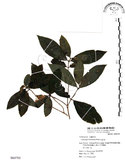 中文名:杜虹花(S064705)學名:Callicarpa formosana Rolfe(S064705)英文名:Formosan beauty-berry