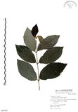 中文名:杜虹花(S064765)學名:Callicarpa formosana Rolfe(S064765)英文名:Formosan beauty-berry