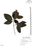 中文名:杜虹花(S064782)學名:Callicarpa formosana Rolfe(S064782)英文名:Formosan beauty-berry