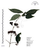 中文名:杜虹花(S065403)學名:Callicarpa formosana Rolfe(S065403)英文名:Formosan beauty-berry
