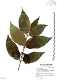 中文名:杜虹花(S067694)學名:Callicarpa formosana Rolfe(S067694)英文名:Formosan beauty-berry