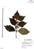 中文名:杜虹花(S067710)學名:Callicarpa formosana Rolfe(S067710)英文名:Formosan beauty-berry