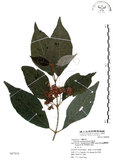 中文名:杜虹花(S067818)學名:Callicarpa formosana Rolfe(S067818)英文名:Formosan beauty-berry