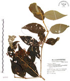 中文名:杜虹花(S067833)學名:Callicarpa formosana Rolfe(S067833)英文名:Formosan beauty-berry