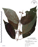 中文名:杜虹花(S068004)學名:Callicarpa formosana Rolfe(S068004)英文名:Formosan beauty-berry