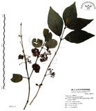 中文名:杜虹花(S068131)學名:Callicarpa formosana Rolfe(S068131)英文名:Formosan beauty-berry