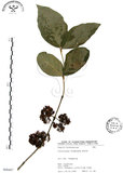 中文名:杜虹花(S068487)學名:Callicarpa formosana Rolfe(S068487)英文名:Formosan beauty-berry
