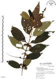 中文名:杜虹花(S068827)學名:Callicarpa formosana Rolfe(S068827)英文名:Formosan beauty-berry