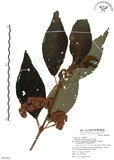 中文名:杜虹花(S069262)學名:Callicarpa formosana Rolfe(S069262)英文名:Formosan beauty-berry