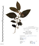 中文名:杜虹花(S070375)學名:Callicarpa formosana Rolfe(S070375)英文名:Formosan beauty-berry