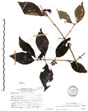 中文名:杜虹花(S070380)學名:Callicarpa formosana Rolfe(S070380)英文名:Formosan beauty-berry