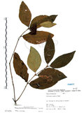 中文名:杜虹花(S071428)學名:Callicarpa formosana Rolfe(S071428)英文名:Formosan beauty-berry