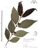中文名:杜虹花(S071439)學名:Callicarpa formosana Rolfe(S071439)英文名:Formosan beauty-berry