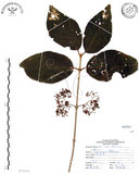 中文名:杜虹花(S071514)學名:Callicarpa formosana Rolfe(S071514)英文名:Formosan beauty-berry