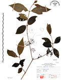 中文名:杜虹花(S071517)學名:Callicarpa formosana Rolfe(S071517)英文名:Formosan beauty-berry