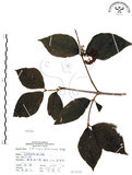 中文名:杜虹花(S071519)學名:Callicarpa formosana Rolfe(S071519)英文名:Formosan beauty-berry