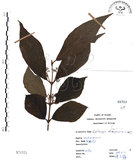 中文名:杜虹花(S071521)學名:Callicarpa formosana Rolfe(S071521)英文名:Formosan beauty-berry