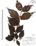 中文名:杜虹花(S071525)學名:Callicarpa formosana Rolfe(S071525)英文名:Formosan beauty-berry