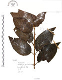 中文名:杜虹花(S071526)學名:Callicarpa formosana Rolfe(S071526)英文名:Formosan beauty-berry