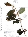 中文名:杜虹花(S071528)學名:Callicarpa formosana Rolfe(S071528)英文名:Formosan beauty-berry