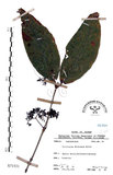 中文名:杜虹花(S071531)學名:Callicarpa formosana Rolfe(S071531)英文名:Formosan beauty-berry