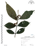 中文名:杜虹花(S071532)學名:Callicarpa formosana Rolfe(S071532)英文名:Formosan beauty-berry