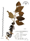 中文名:杜虹花(S071533)學名:Callicarpa formosana Rolfe(S071533)英文名:Formosan beauty-berry