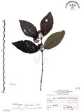 中文名:杜虹花(S071535)學名:Callicarpa formosana Rolfe(S071535)英文名:Formosan beauty-berry