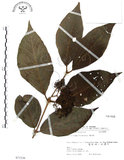 中文名:杜虹花(S071536)學名:Callicarpa formosana Rolfe(S071536)英文名:Formosan beauty-berry