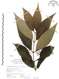 中文名:杜虹花(S071537)學名:Callicarpa formosana Rolfe(S071537)英文名:Formosan beauty-berry