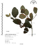 中文名:杜虹花(S071542)學名:Callicarpa formosana Rolfe(S071542)英文名:Formosan beauty-berry