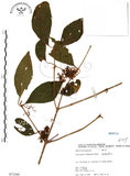 中文名:杜虹花(S071544)學名:Callicarpa formosana Rolfe(S071544)英文名:Formosan beauty-berry