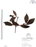 中文名:杜虹花(S071547)學名:Callicarpa formosana Rolfe(S071547)英文名:Formosan beauty-berry