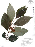 中文名:杜虹花(S072905)學名:Callicarpa formosana Rolfe(S072905)英文名:Formosan beauty-berry