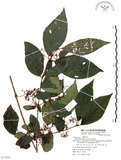 中文名:杜虹花(S072938)學名:Callicarpa formosana Rolfe(S072938)英文名:Formosan beauty-berry