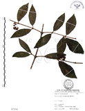 中文名:杜虹花(S073342)學名:Callicarpa formosana Rolfe(S073342)英文名:Formosan beauty-berry