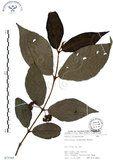 中文名:杜虹花(S073344)學名:Callicarpa formosana Rolfe(S073344)英文名:Formosan beauty-berry