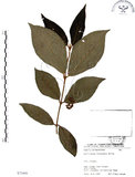中文名:杜虹花(S073409)學名:Callicarpa formosana Rolfe(S073409)英文名:Formosan beauty-berry