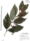 中文名:杜虹花(S077754)學名:Callicarpa formosana Rolfe(S077754)英文名:Formosan beauty-berry