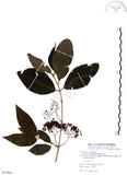 中文名:杜虹花(S077920)學名:Callicarpa formosana Rolfe(S077920)英文名:Formosan beauty-berry