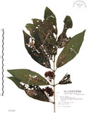 中文名:杜虹花(S077925)學名:Callicarpa formosana Rolfe(S077925)英文名:Formosan beauty-berry