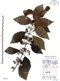 中文名:杜虹花(S079278)學名:Callicarpa formosana Rolfe(S079278)英文名:Formosan beauty-berry