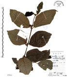 中文名:杜虹花(S079351)學名:Callicarpa formosana Rolfe(S079351)英文名:Formosan beauty-berry