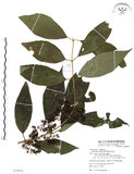 中文名:杜虹花(S079974)學名:Callicarpa formosana Rolfe(S079974)英文名:Formosan beauty-berry